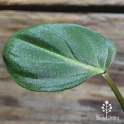 Philodendron Gloriosum - Velvet Philodendron -Foliage Flair Shop apo philodendron gloriosum sparkly leaf
