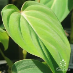 Philodendron Gloriosum - Velvet Philodendron -Foliage Flair Shop apo philodendron gloriosum velvety