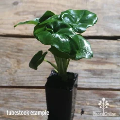 Philodendron Super Atom 16 Philodendron Super Atom -Foliage Flair Shop apo philodendron super atom tubestock