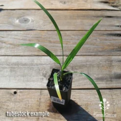 Phoenix Roebelenii - Dwarf Date Palm -Foliage Flair Shop apo phoenix palm tubestock top 1