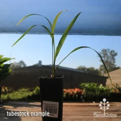 Phoenix Roebelenii - Dwarf Date Palm -Foliage Flair Shop apo phoenix palm tubestock 1