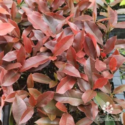 Photinia Black Jack -Foliage Flair Shop apo photinia black jack