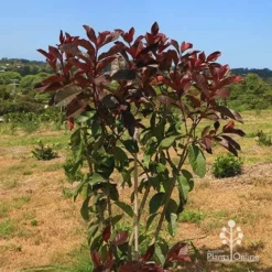 Photinia Black Jack -Foliage Flair Shop apo photinia black jack bush