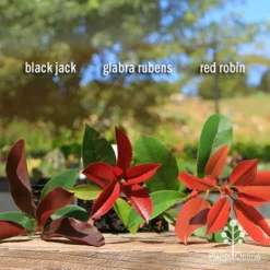 Photinia Black Jack -Foliage Flair Shop apo photinia trio compare 2