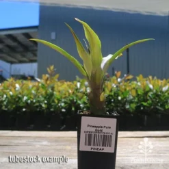 Pineapple Pure Gold -Foliage Flair Shop apo pineapple tubestock nursery