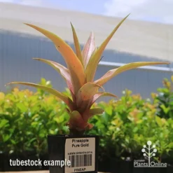 Pineapple Pure Gold -Foliage Flair Shop apo pineapple tubestock pure gold