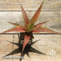 Pineapple Pure Gold -Foliage Flair Shop apo pineapple tubestock pure gold top