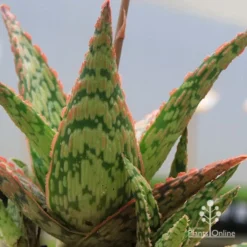 Aloe Pink Blush - Succulent -Foliage Flair Shop apo pink blush aloe leaves