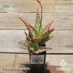Aloe Pink Blush - Succulent -Foliage Flair Shop apo pink blush aloe tubestock