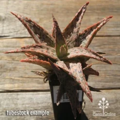 Aloe Pink Blush - Succulent -Foliage Flair Shop apo pink blush aloe tubestock large