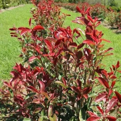 Photinia Pink Marble -Foliage Flair Shop apo pink marble hedge flower farm