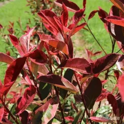 Photinia Pink Marble -Foliage Flair Shop apo pink marble leaf colour