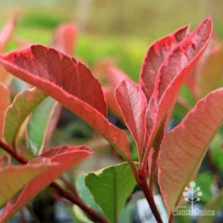 Photinia Pink Marble -Foliage Flair Shop apo pink marble photinia new leaf