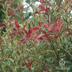 Photinia Pink Marble -Foliage Flair Shop apo pink marble photinia nursery