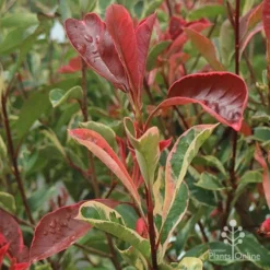 Photinia Pink Marble -Foliage Flair Shop apo pink marble photinia shoot
