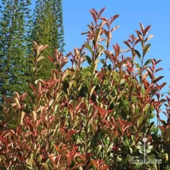 Photinia Pink Marble -Foliage Flair Shop apo pink marble upright habit