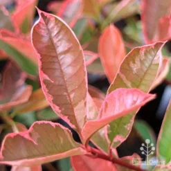 Photinia Pink Marble -Foliage Flair Shop apo pink marble very pink