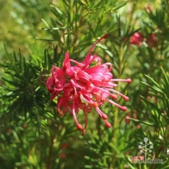 Grevillea Pink Pearl -Foliage Flair Shop apo pink pearl grevillea flower