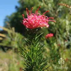 Grevillea Pink Pearl -Foliage Flair Shop apo pink pearl grevillea new flower
