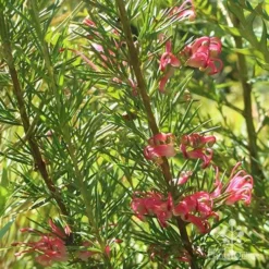Grevillea Pink Pearl -Foliage Flair Shop apo pink pearl grevillea nursery