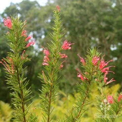 Grevillea Pink Pearl -Foliage Flair Shop apo pink pearl grevillea nursery flowering closeup
