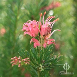 Grevillea Pink Pearl -Foliage Flair Shop apo pink pearl stem