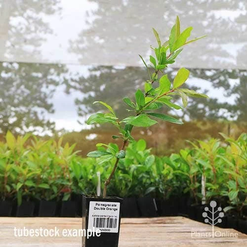 Pomegranate Double Orange 10 Pomegranate Double Orange - Image 10