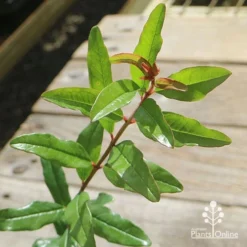 Pomegranate Double Orange 18 Pomegranate Double Orange -Foliage Flair Shop apo pomegranate double orange foliage 1