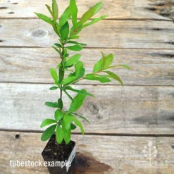 Pomegranate Double Orange 13 Pomegranate Double Orange -Foliage Flair Shop apo pomegranate double tubestock