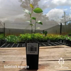 Blueberry Powder Blue -Foliage Flair Shop apo powder blue tubestock side