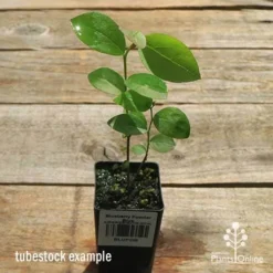 Blueberry Powder Blue -Foliage Flair Shop apo powder blue tubestock top