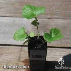 Geum Pretticoats Peach 13 Geum Pretticoats Peach -Foliage Flair Shop apo pretticoats peach tubestock