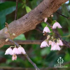 Elaeocarpus Prima Donna - Blueberry Ash -Foliage Flair Shop apo prima donna elaeocarpus flowers 1