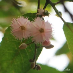 Elaeocarpus Prima Donna - Blueberry Ash -Foliage Flair Shop apo prima donna flower beneath 1