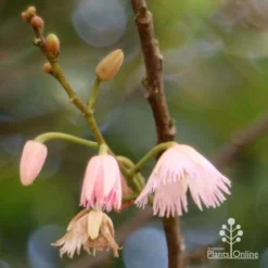 Elaeocarpus Prima Donna - Blueberry Ash -Foliage Flair Shop apo prima donna flower stages 1