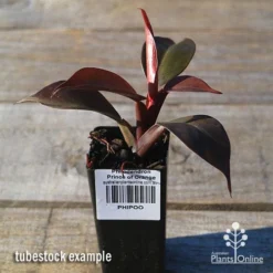 Philodendron Prince Of Orange 10 Philodendron Prince Of Orange -Foliage Flair Shop apo prince of orange philo tubestock2