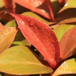 Philodendron Prince Of Orange 9 Philodendron Prince Of Orange -Foliage Flair Shop apo prince of orange philodendron colours
