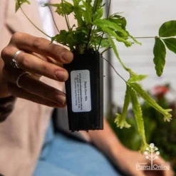 Pteris - Slender Brake Fern -Foliage Flair Shop apo pteris tube 1