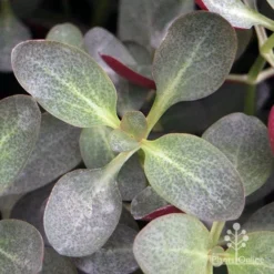 Crassula Purple Dragon - Fairy Crassula -Foliage Flair Shop apo purple dragon crassula top view
