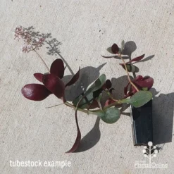 Crassula Purple Dragon - Fairy Crassula -Foliage Flair Shop apo purple dragon tubestock august