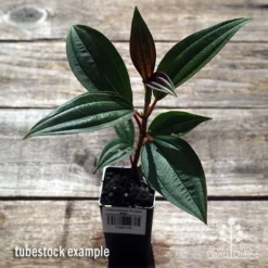 Tibouchina Purple Star -Foliage Flair Shop apo purple star tubestock above