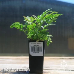 Humata - Rabbit's Foot Fern 17 Humata - Rabbit's Foot Fern -Foliage Flair Shop apo rabbits foot fern tubestock