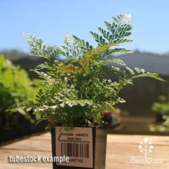 Humata - Rabbit's Foot Fern 18 Humata - Rabbit's Foot Fern -Foliage Flair Shop apo rabbits foot fern tubestock 1