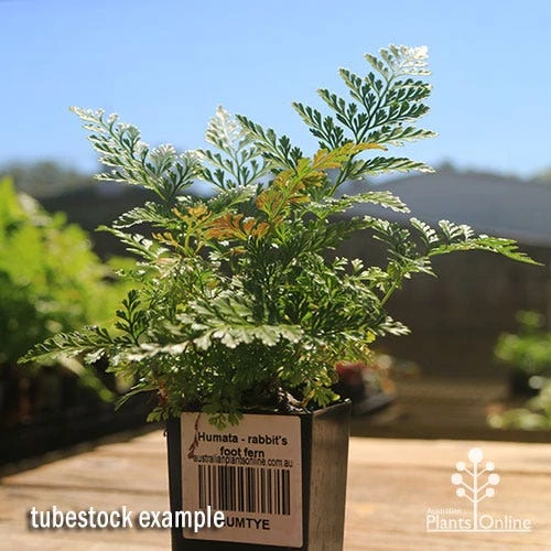 Humata - Rabbit's Foot Fern 4 Humata - Rabbit's Foot Fern - Image 4