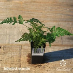 Humata - Rabbit's Foot Fern 25 Humata - Rabbit's Foot Fern -Foliage Flair Shop apo rabbits foot tubestock top