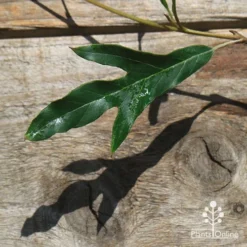 Grevillea Raptor -Foliage Flair Shop apo raptor leaf