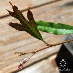 Grevillea Raptor -Foliage Flair Shop apo raptor leaf colour