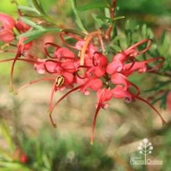 Grevillea Red Wings -Foliage Flair Shop apo red wings grevillea flower ladybird