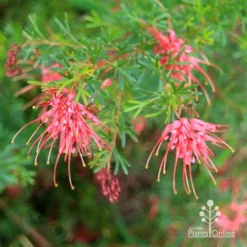 Grevillea Red Wings -Foliage Flair Shop apo redwings grevillea bush flowering