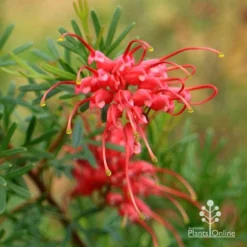 Grevillea Red Wings -Foliage Flair Shop apo redwings grevillea flower closeup 2